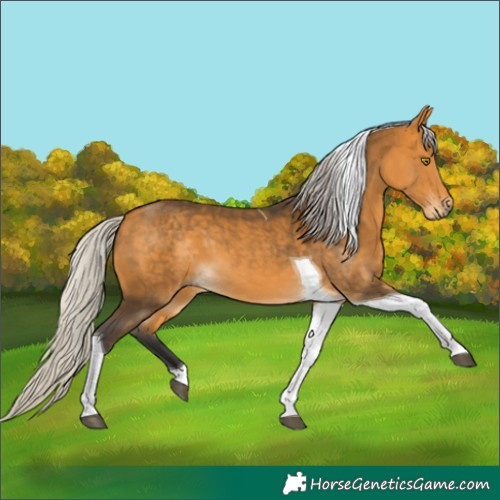 Horse Color:Silver Buckskin Tobiano