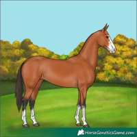 Horse Color:Bay Sabino 