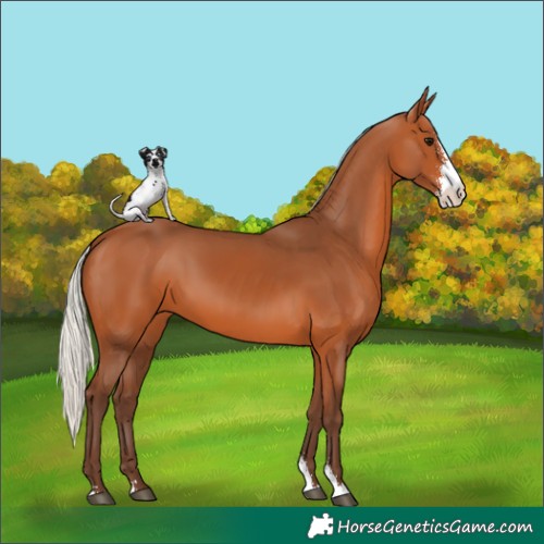 Horse Color:Silver Bay Sabino 