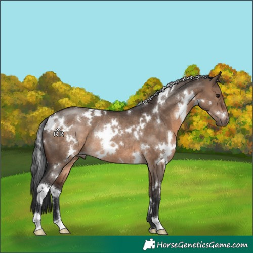 Horse Color:White Spotted Brown Dun Rabicano 