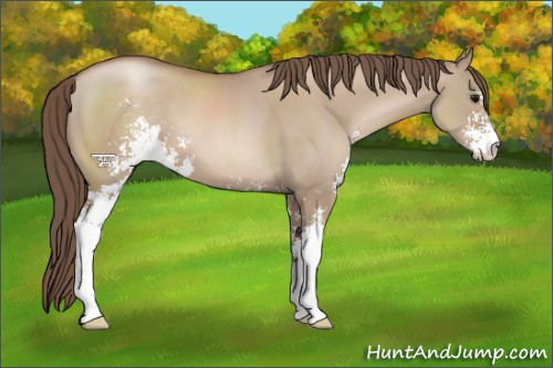 Horse Color:Grullo Pearl Sabino 