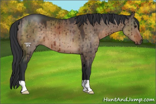 Horse Color:Brown Dun Brindle 
