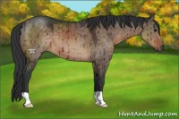Horse Color:Brown Dun Brindle 