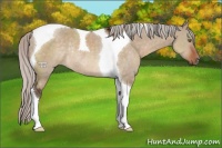 Horse Color:Silver Brown Dun Tobiano Rabicano 