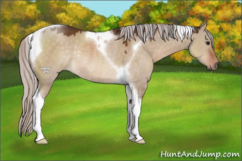 Horse Color:Silver Brown Dun Tobiano Rabicano 