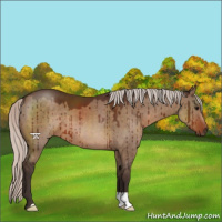 Horse Color:Silver Brown Dun Brindle 