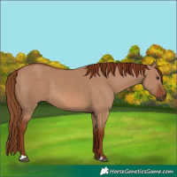Horse Color:Red Dun 