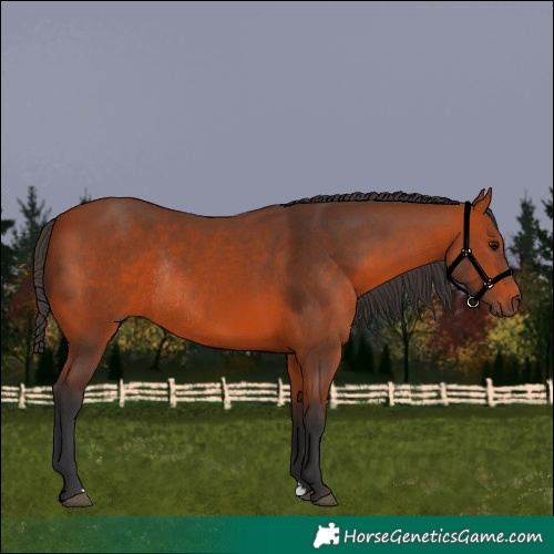 Horse Color:Bay Rabicano 