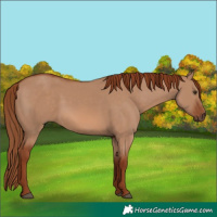 Horse Color:Red Dun 