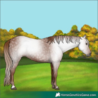 Horse Color:Gray Chestnut 