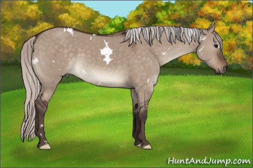 Horse Color:White Spotted Silver Brown Dun 