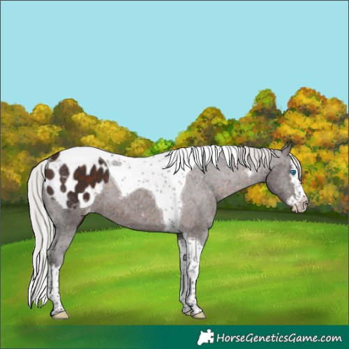 Horse Color:Silver Brown Splash Tobiano Appaloosa 