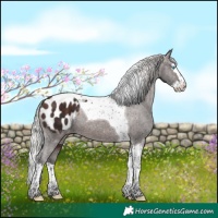 Horse Color:Silver Brown Splash Tobiano Appaloosa