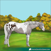 Horse Color:Silver Brown Splash Tobiano Appaloosa 