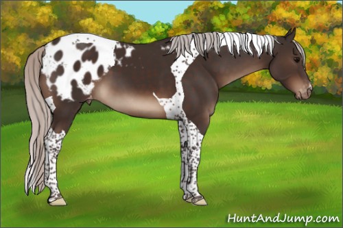 Horse Color:Silver Brown Tobiano Appaloosa 