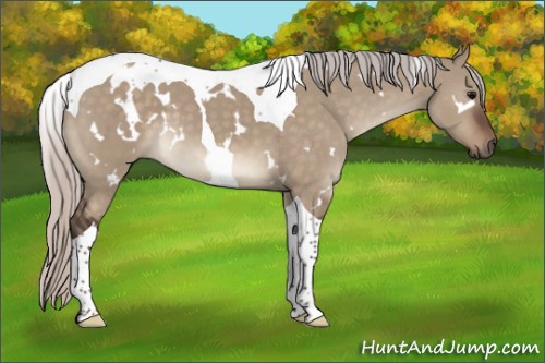 Horse Color:White Spotted Silver Brown Dun Tobiano 