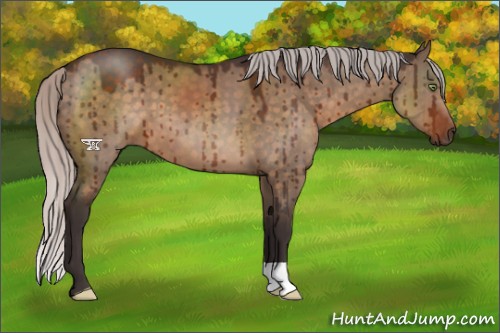 Horse Color:Silver Brown Dun Brindle 