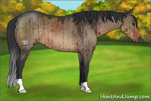 Horse Color:Brown Dun Brindle 