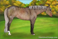 Horse Color:Silver Brown Dun Brindle 