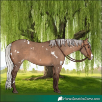 Horse Color:White Spotted Silver Brown Dun Sabino Rabicano 