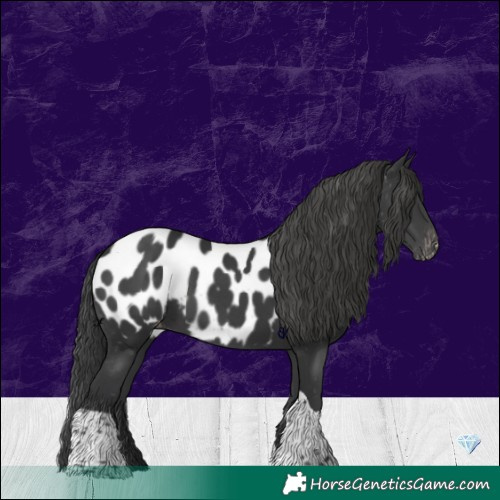 Horse Color:Platinum White Spotted Black Tobiano Appaloosa Rabicano 