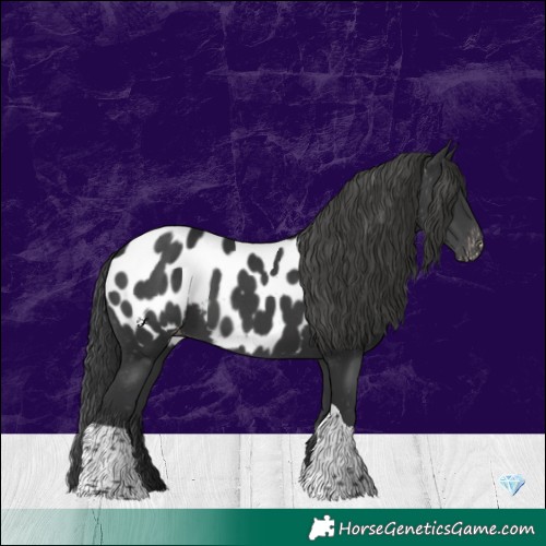 Horse Color:Platinum White Spotted Black Tobiano Near Leopard Rabicano