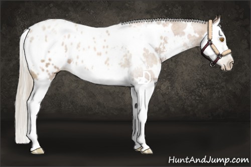 Horse Color:Gray White Spotted Silver Black Pearl Sabino Splash Appaloosa
