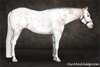 Horse Color:Gray White Spotted Silver Black Pearl Sabino Splash Appaloosa 