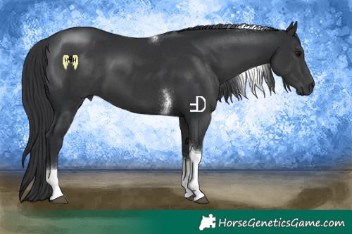 Horse Color:Black Tobiano 