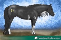 Horse Color:Black Tobiano 