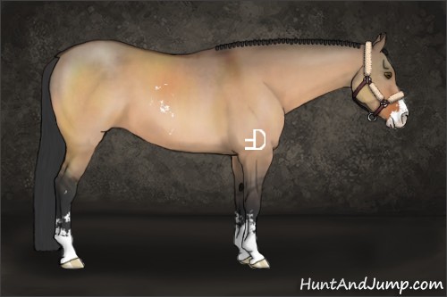 Horse Color:Brown Dun Sabino