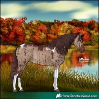 Horse Color:Chocolate Brown Dun Tobiano Brindle 