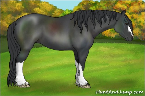Horse Color:Black 
