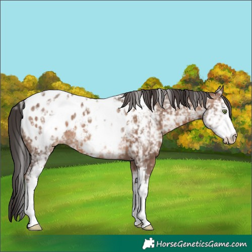 Horse Color:White Spotted Sable Champagne Appaloosa 