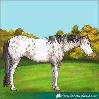 Horse Color:White Spotted Sable Champagne Appaloosa 