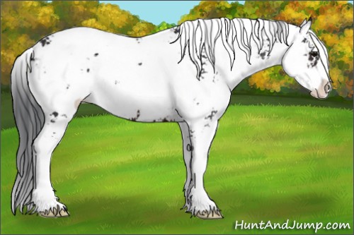 Horse Color:Brown Sabino 