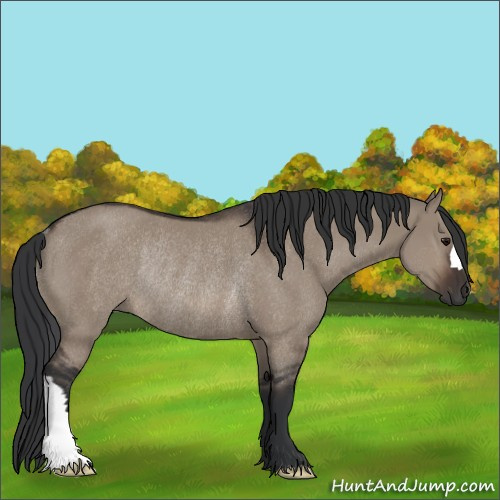 Horse Color:Brown Dun Rabicano 