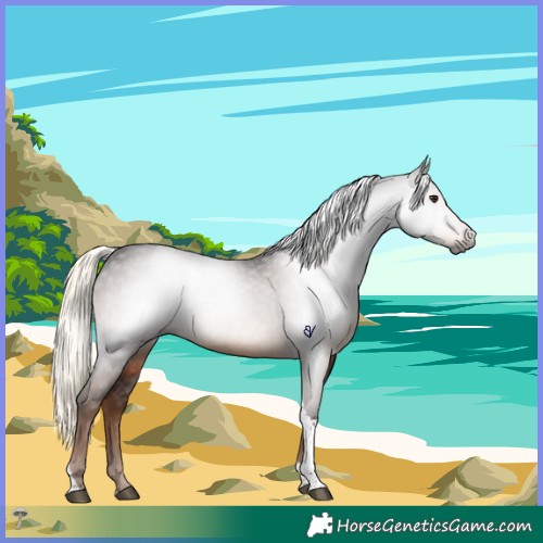 Horse Color:Gray Liver Chestnut Mushroom Tobiano 