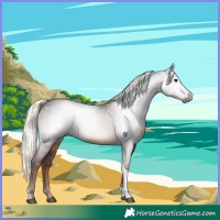Horse Color:Gray Liver Chestnut Mushroom Tobiano