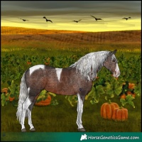 Horse Color:Liver Chestnut Mushroom Splash Tobiano 