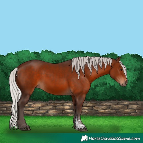 Horse Color:Silver Brown Sabino Rabicano