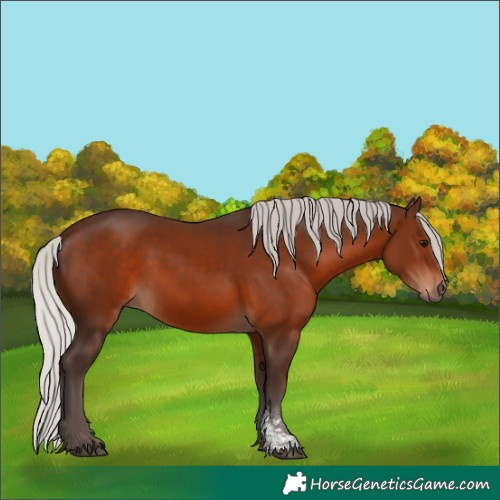 Horse Color:Silver Brown Sabino Rabicano 