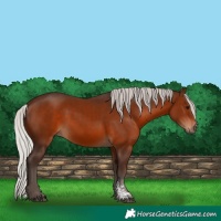 Horse Color:Silver Brown Sabino Rabicano 