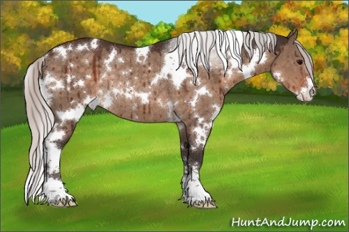 Horse Color:White Spotted Silver Brown Dun Sabino Rabicano Brindle 