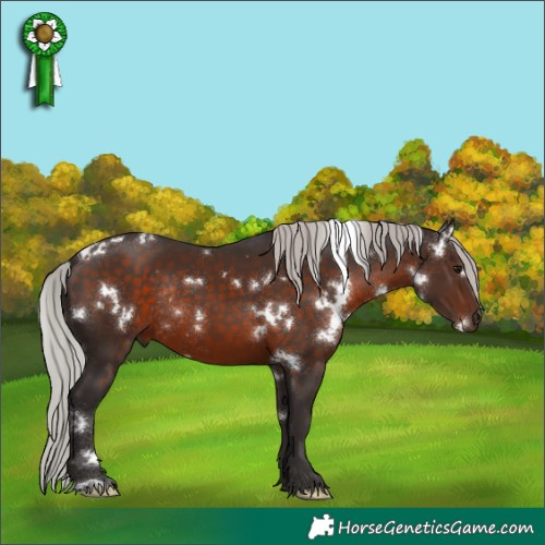 Horse Color:White Spotted Silver Brown Rabicano 