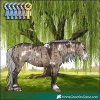 Horse Color:White Spotted Silver Brown Dun Sabino Rabicano Brindle 