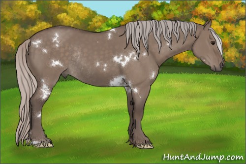 Horse Color:White Spotted Silver Grullo Rabicano 