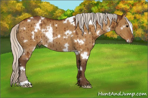 Horse Color:White Spotted Silver Buckskin Dun Rabicano Brindle 