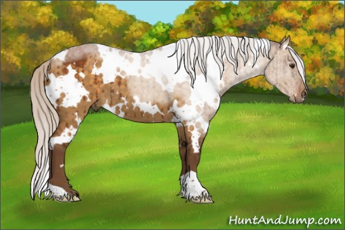 Horse Color:White Spotted Silver Buckskin Dun Brindle 