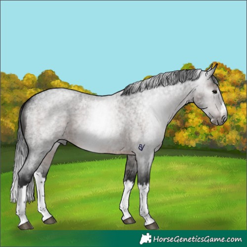 Horse Color:Gray Brown Roan Splash Rabicano 